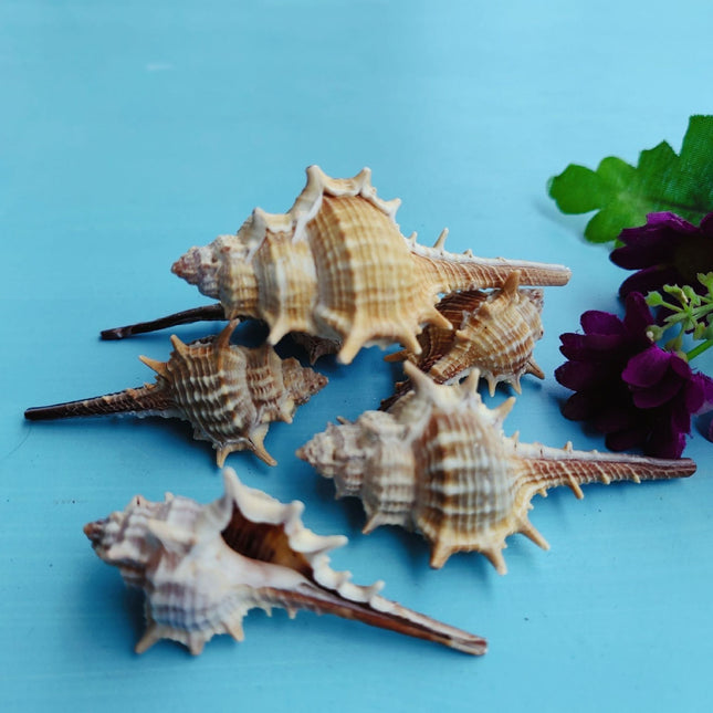 Natural Shell Conch Conch 5-9cm Home Fish Tank Micro Landscape