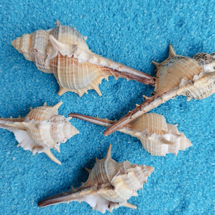 Natural Shell Conch Conch 5-9cm Home Fish Tank Micro Landscape