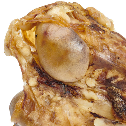 Giant Dog Bone - Grass-Fed Beef Femur Bone for Large Dogs