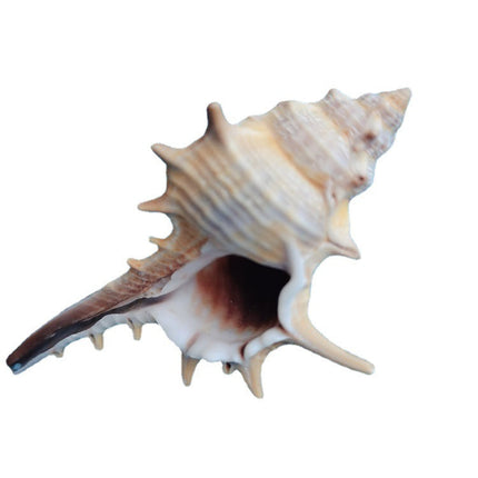 Natural Shell Conch Conch 5-9cm Home Fish Tank Micro Landscape