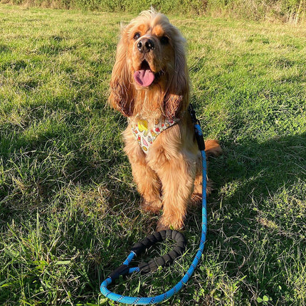 Dog Rope Lead With Reflective Stitching and Padded Handle