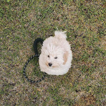 Dog Rope Lead With Reflective Stitching and Padded Handle