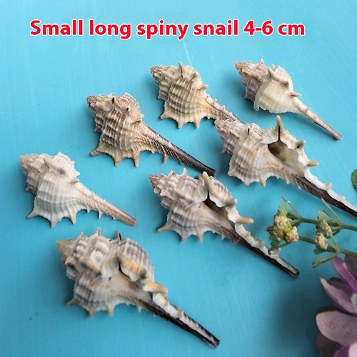 Natural Shell Conch Conch 5-9cm Home Fish Tank Micro Landscape