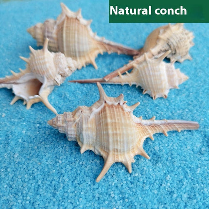 Natural Shell Conch Conch 5-9cm Home Fish Tank Micro Landscape