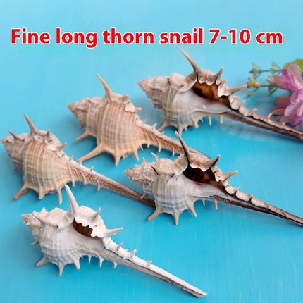 Natural Shell Conch Conch 5-9cm Home Fish Tank Micro Landscape