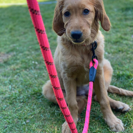 Dog Rope Lead With Reflective Stitching and Padded Handle