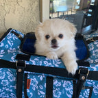 Blue Hawaii Hibiscus