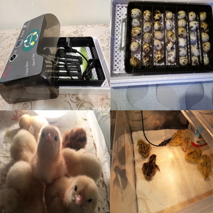 Automatic Eggs Incubator Digital Temperature Control Chicken Brooder