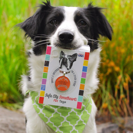 Hello Personalized Silver Dog ID Pet Tag