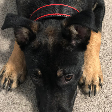 Durable Dog Collar - Red/Black