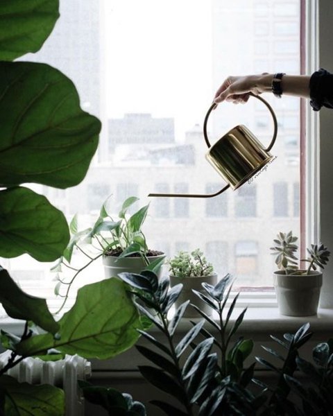 Watering Pot