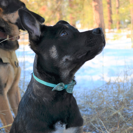 5/10 PIECES BEAUTIFUL PET BOW TIES (RANDOM COLORS)