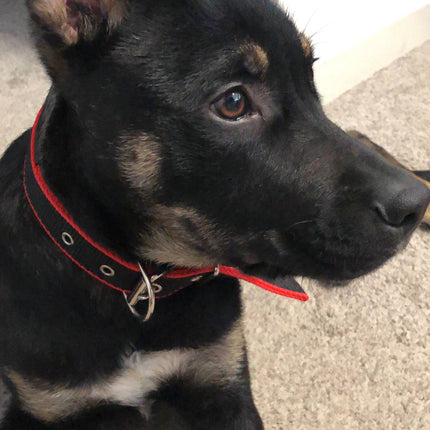Durable Dog Collar - Red/Black