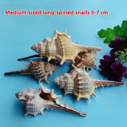 Natural Shell Conch Conch 5-9cm Home Fish Tank Micro Landscape