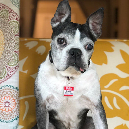 Hello Personalized Silver Dog ID Pet Tag
