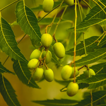 Buy Organic Handmade Neem Soap | Cleansing, Balancing & Herbal Healing