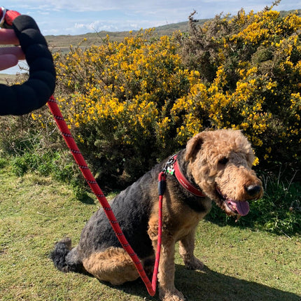 Dog Rope Lead With Reflective Stitching and Padded Handle