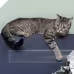 Sofa Protection Tape Cat Anti-scratch Protective Film Training Pet Supplies