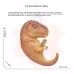 Children's Dinosaur Offspring Cognitive Toys Children's Dinosaur Offspring Cognitive Toys