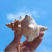 2PCS Conch Shell Large Natural Seashells For Fish Tank Wedding Decor Beach Theme Party Home Decorations 2PCS Conch Shell Large Natural Seashells For Fish Tank Wedding Decor Beach Theme Party Home Decorations