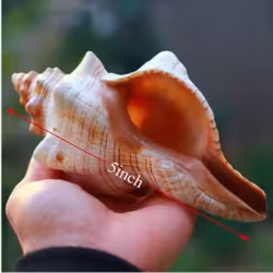 2PCS Conch Shell Large Natural Seashells For Fish Tank Wedding Decor Beach Theme Party Home Decorations 2PCS Conch Shell Large Natural Seashells For Fish Tank Wedding Decor Beach Theme Party Home Decorations
