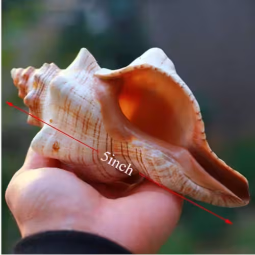 2PCS Conch Shell Large Natural Seashells For Fish Tank Wedding Decor Beach Theme Party Home Decorations