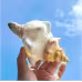 2PCS Conch Shell Large Natural Seashells For Fish Tank Wedding Decor Beach Theme Party Home Decorations 2PCS Conch Shell Large Natural Seashells For Fish Tank Wedding Decor Beach Theme Party Home Decorations