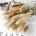 Home Decoration Ornaments - Rabbit Tail Grass Dried Flower Bouquet Home Decoration Ornaments - Rabbit Tail Grass Dried Flower Bouquet