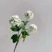 Flowers Hydrangeas SnowballsSmall Home Furnishings