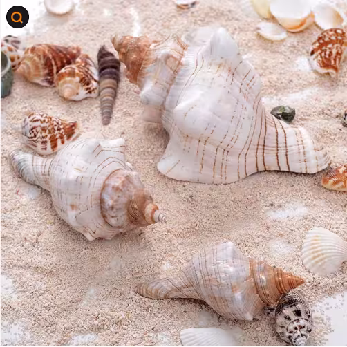 2PCS Conch Shell Large Natural Seashells For Fish Tank Wedding Decor Beach Theme Party Home Decorations