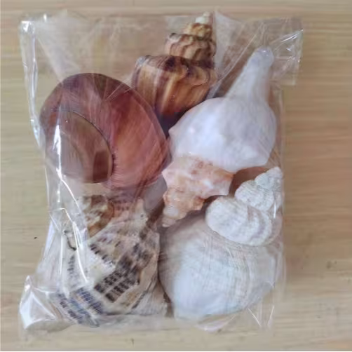 2PCS Conch Shell Large Natural Seashells For Fish Tank Wedding Decor Beach Theme Party Home Decorations